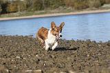 CORGI CARDIGAN 227